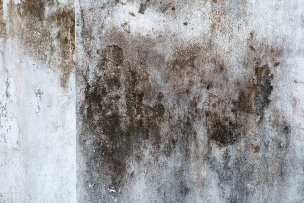 Best Real Estate Mold Inspection  in Granite Falls, NC