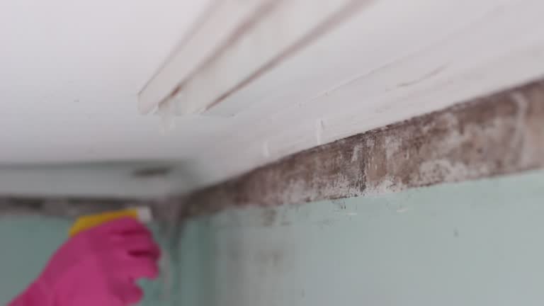 Best Mold Odor Removal Services  in Granite Falls, NC